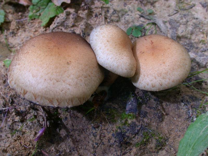 Psathyrella lacrymabunda